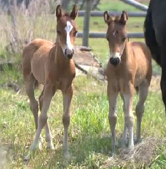Alberta Farm Celebrates Rare Healthy Twin Foals